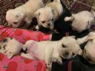 Pug Puppy for sale in East Hampton, CT, USA