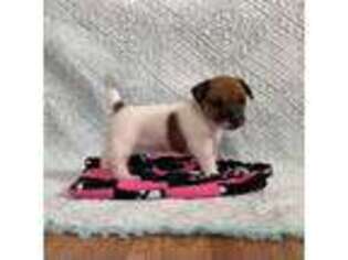 Jack Russell Terrier Puppy for sale in Casper, WY, USA