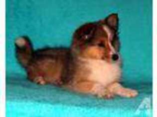 Shetland Sheepdog Puppy for sale in ROCHESTER, NY, USA