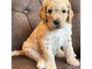 Mutt Puppy for sale in Odenton, MD, USA