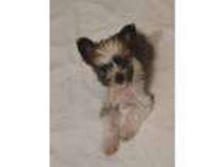Chinese Crested Puppy for sale in Killen, AL, USA