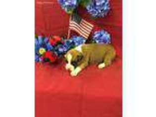 Boxer Puppy for sale in Lumberton, NC, USA