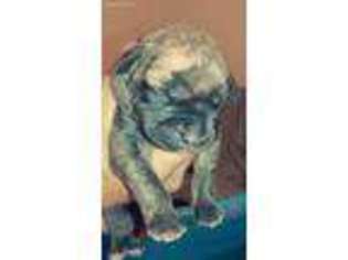 Mastiff Puppy for sale in Middleton, ID, USA