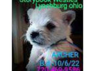 West Highland White Terrier Puppy for sale in Lynchburg, OH, USA