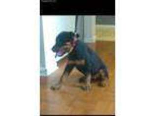 Rottweiler Puppy for sale in Uniondale, NY, USA