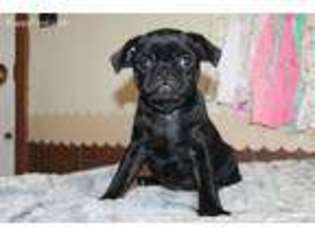 Pug Puppy for sale in Goshen, IN, USA