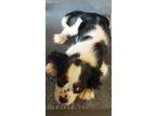 Cavalier King Charles Spaniel Puppy for sale in Moss Point, MS, USA