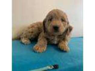 Goldendoodle Puppy for sale in Burley, ID, USA