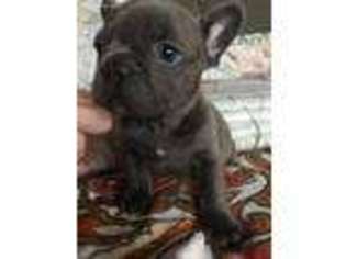 French Bulldog Puppy for sale in Cicero, NY, USA