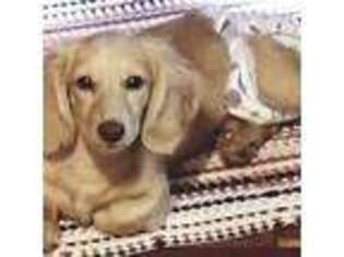 Dachshund Puppy for sale in Rogersville, MO, USA