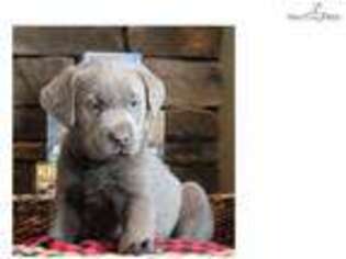 Labrador Retriever Puppy for sale in Des Moines, IA, USA