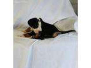 Greater Swiss Mountain Dog Puppy for sale in Garnett, KS, USA
