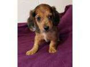 Dachshund Puppy for sale in Central, SC, USA