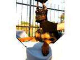 Doberman Pinscher Puppy for sale in Katy, TX, USA