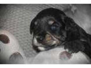 Mutt Puppy for sale in Narvon, PA, USA