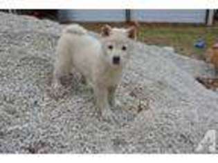 Shiba Inu Puppy for sale in ROLLA, MO, USA