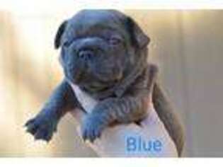 French Bulldog Puppy for sale in Pflugerville, TX, USA