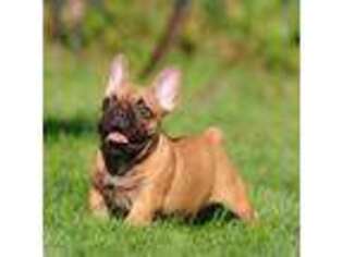 French Bulldog Puppy for sale in Youngstown, OH, USA