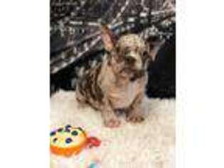 French Bulldog Puppy for sale in Pontiac, MI, USA