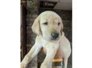 Labrador Retriever Puppy for sale in Marshallville, GA, USA