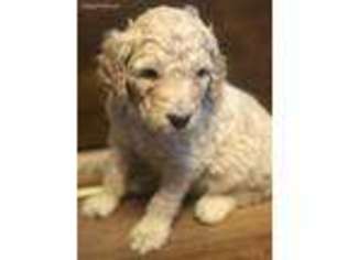 Mutt Puppy for sale in Stillwater, MN, USA