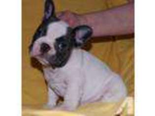 French Bulldog Puppy for sale in ESCONDIDO, CA, USA
