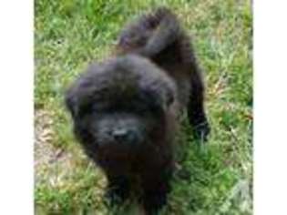 Chow Chow Puppy for sale in TERRE HAUTE, IN, USA