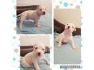 American Bulldog Puppy for sale in Kissimmee, FL, USA