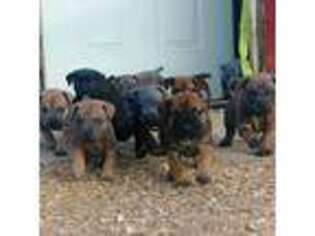 Boerboel Puppy for sale in Courtland, VA, USA