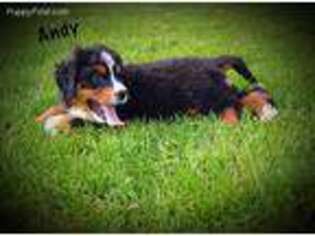 Bernese Mountain Dog Puppy for sale in Bloomington, IN, USA