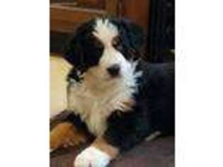 Bernese Mountain Dog Puppy for sale in East Bethel, MN, USA