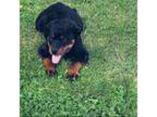 Rottweiler Puppy for sale in Greenville, VA, USA
