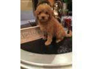 Mutt Puppy for sale in Munster, IN, USA