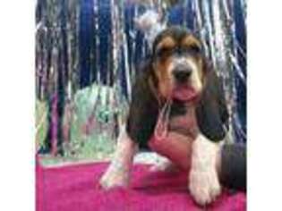 Basset Hound Puppy for sale in Fredericksburg, TX, USA