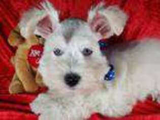 Mutt Puppy for sale in Willis, TX, USA