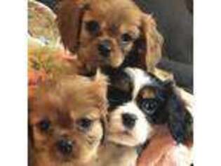 Cavalier King Charles Spaniel Puppy for sale in Belgrade, ME, USA