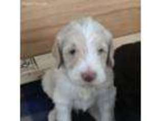Labradoodle Puppy for sale in Burlington, WI, USA
