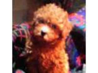 Bichon Frise Puppy for sale in Stockton, NJ, USA