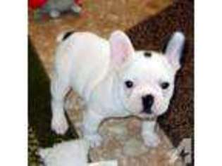 French Bulldog Puppy for sale in NORMANNA, TX, USA