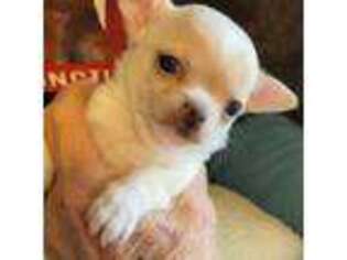 Chihuahua Puppy for sale in Hartford City, IN, USA