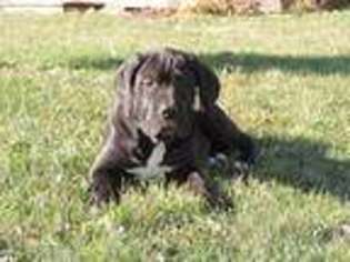 Cane Corso Puppy for sale in Kinzers, PA, USA