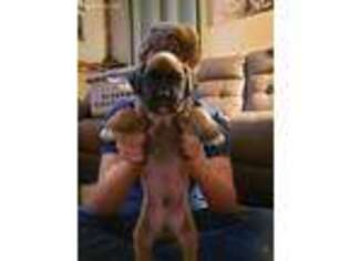 Boxer Puppy for sale in Valdosta, GA, USA