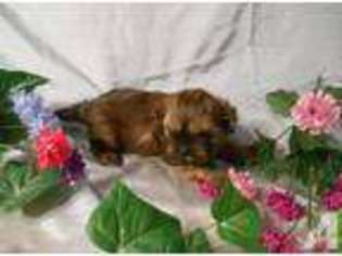 Mutt Puppy for sale in HALE, MI, USA