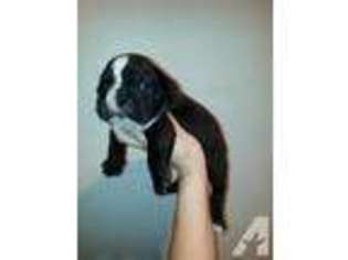 Bulldog Puppy for sale in PORTLAND, OR, USA