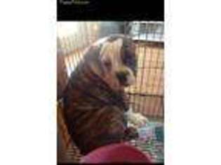 Olde English Bulldogge Puppy for sale in Croswell, MI, USA