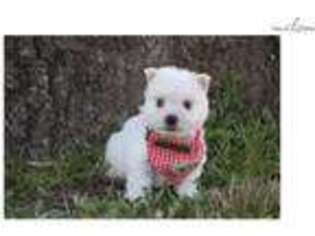 West Highland White Terrier Puppy for sale in Little Rock, AR, USA