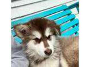 Alaskan Malamute Puppy for sale in Croswell, MI, USA