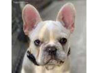 French Bulldog Puppy for sale in Waterloo, IA, USA