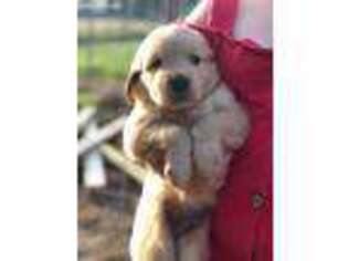 Golden Retriever Puppy for sale in Blanchard, OK, USA
