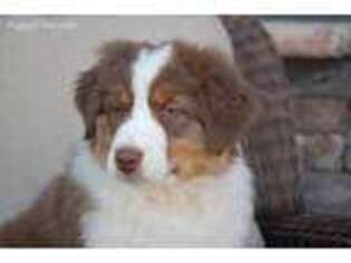 Australian Shepherd Puppy for sale in Midway, UT, USA